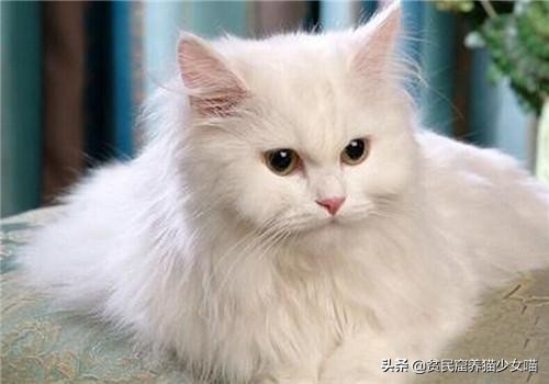 古代相猫学，相猫“十二要”，猫咪符合这12点就是顶级好猫