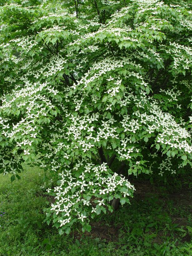 五月寻花地图：在北京，哪里能赏到四照花？