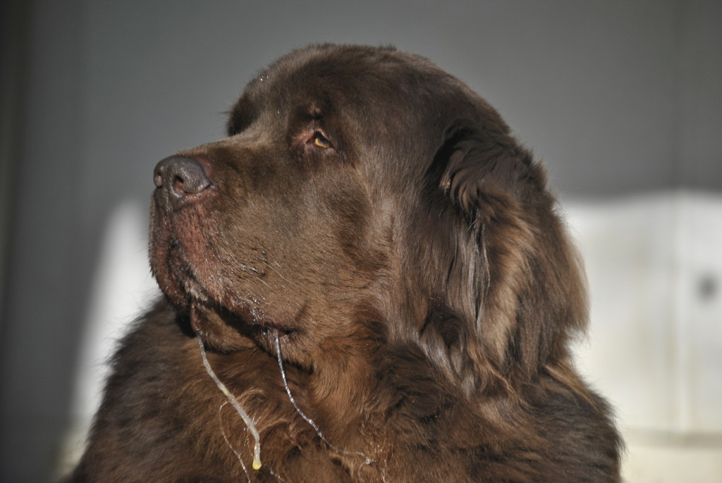 房间如何清理宠物毛发,养宠物家里清洁必备物品