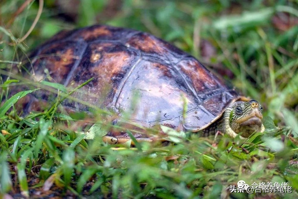 橄榄油能用于龟背甲么,龟的背甲怎么护理