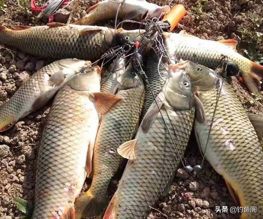 钓鱼与锚鱼区别,钓鱼跟锚鱼有什么区别