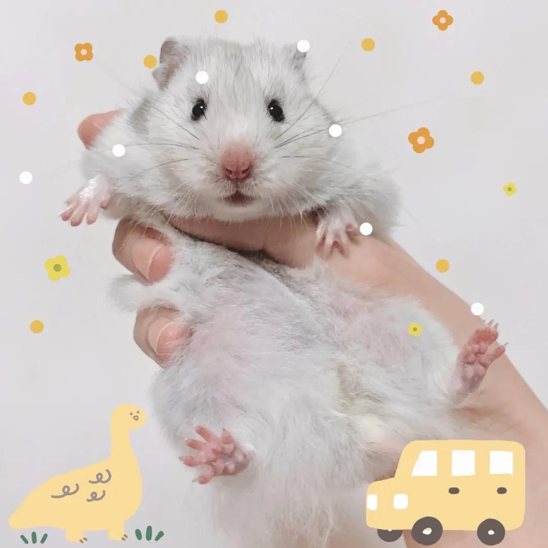 和宠物交流说什么,和宠物谈恋爱