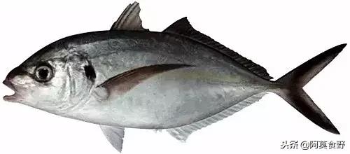 便宜常见海鲜鱼有哪些,各种名贵鱼的种类