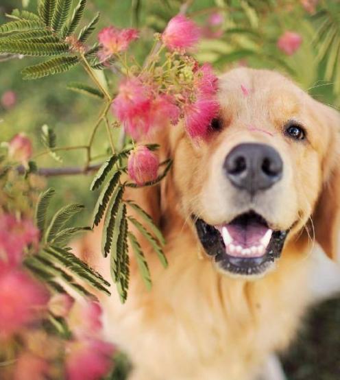 金毛犬十大坏处,养金毛犬有什么注意事项