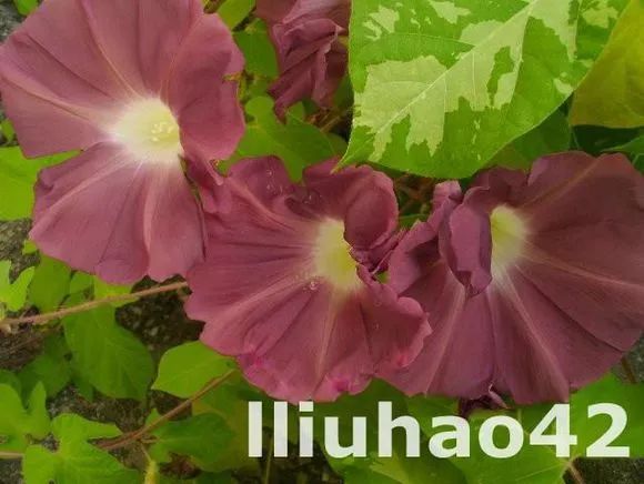 牵牛花到处都可以肆无忌惮的生长,不常见的品种,美出天际!