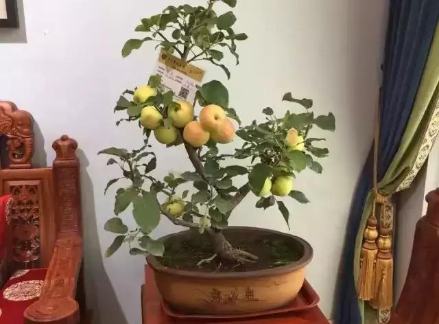 果树只开花不挂果是树苗问题吗,果树只出芽不开花