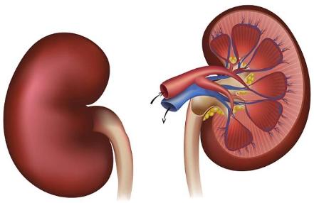 中医基础知识五脏六腑,中医五脏六腑基础知识