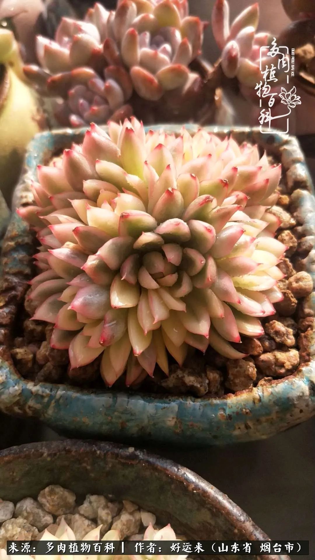 世上怎么会有这么可爱的生物,这世上怎么会有那么可爱的小可爱