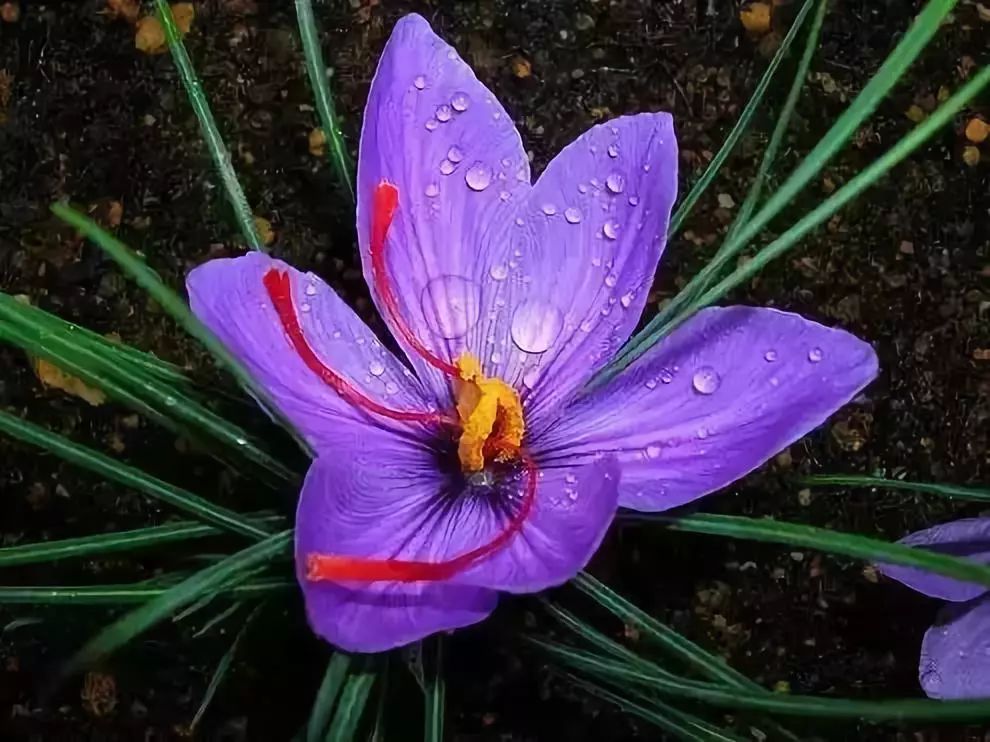 世界上最稀有最名贵的花,世界上最漂亮名贵的花