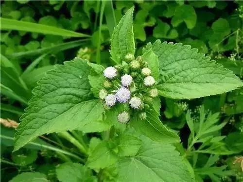 农村常见野花野草,这些野菜农村随处见
