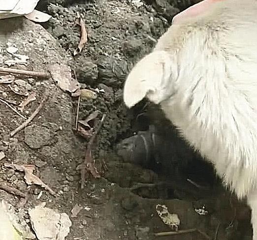 狗子半夜突然朝门外叫,半夜狗叫扰民不知道谁家狗怎么办