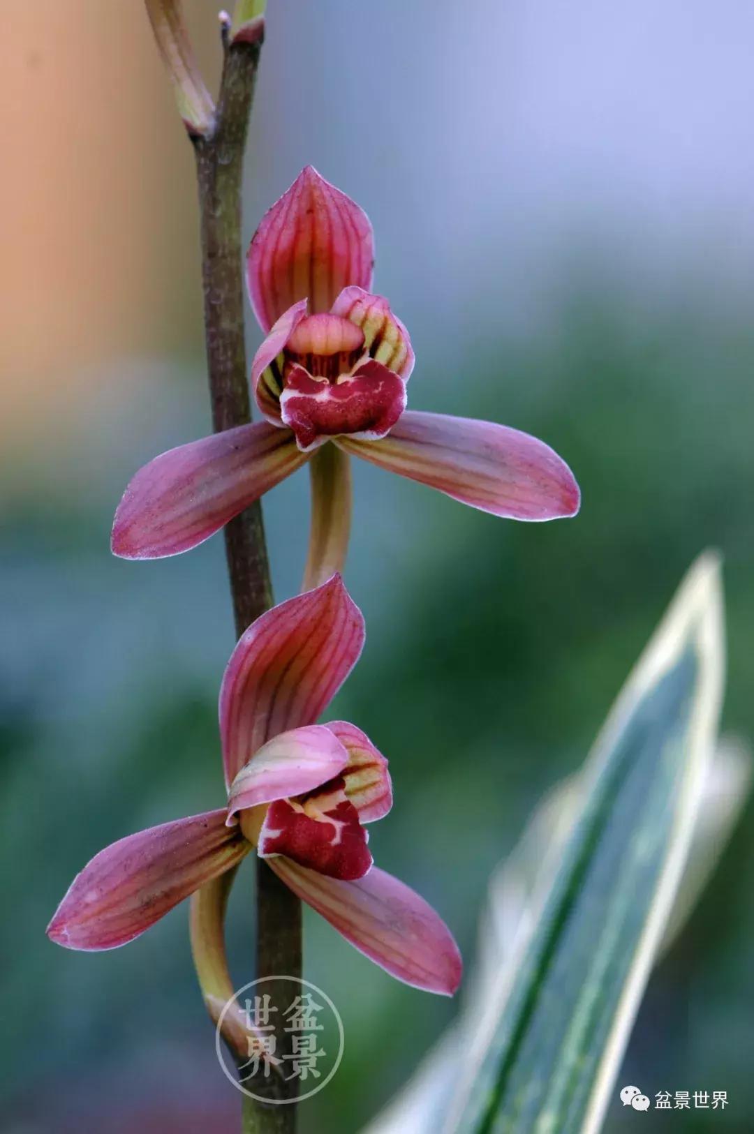 孔子家语芝兰生于深林全文拼音,芝兰生于深林不以无人而不芳翻译