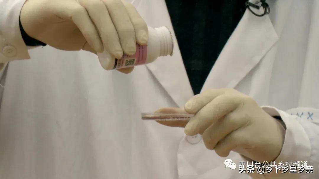 油菜得了病用什么药,油菜生病了怎么防治