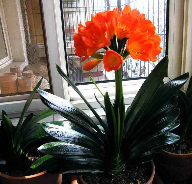 给人养殖什么花适合家养,什么花最好养又适合长期喝