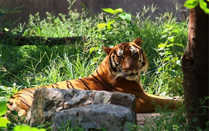上海景点交通攻略,上海公交车旅游攻略