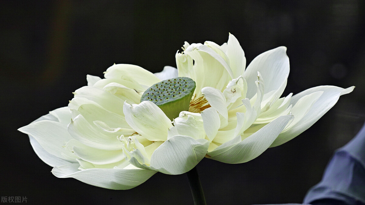 明知相思苦只因相思已入骨下一句,世人皆知相思苦只怕相思已入骨