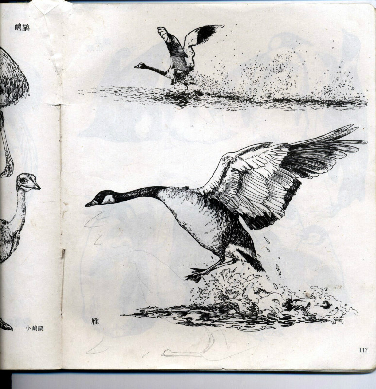 一百幅动物素描,近百幅动物画