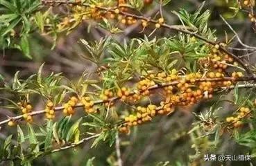戈壁当中最常见的植物,在野外都能捡到的稀有植物