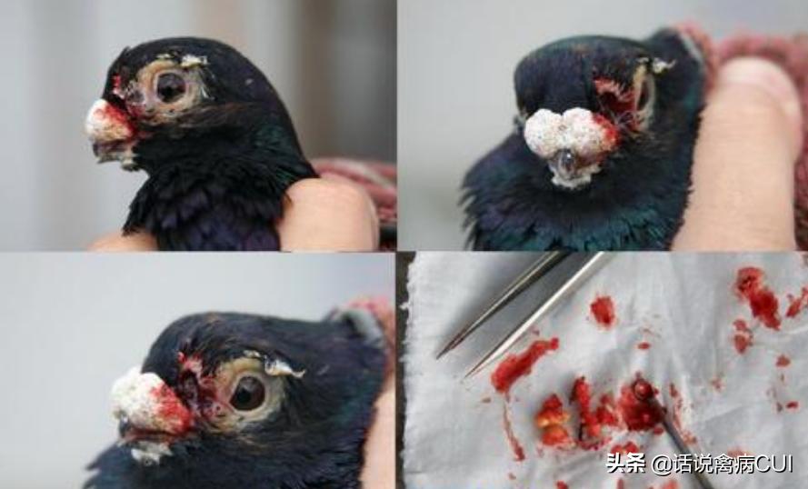 养鸽要注意哪些病,养鸽最怕什么事