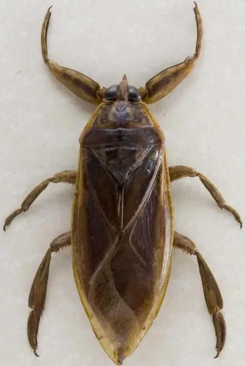 中国稀有动植物名称及分布,中国植物动物介绍