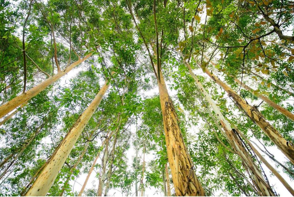 红栎木拼接板,油栎木封边效果