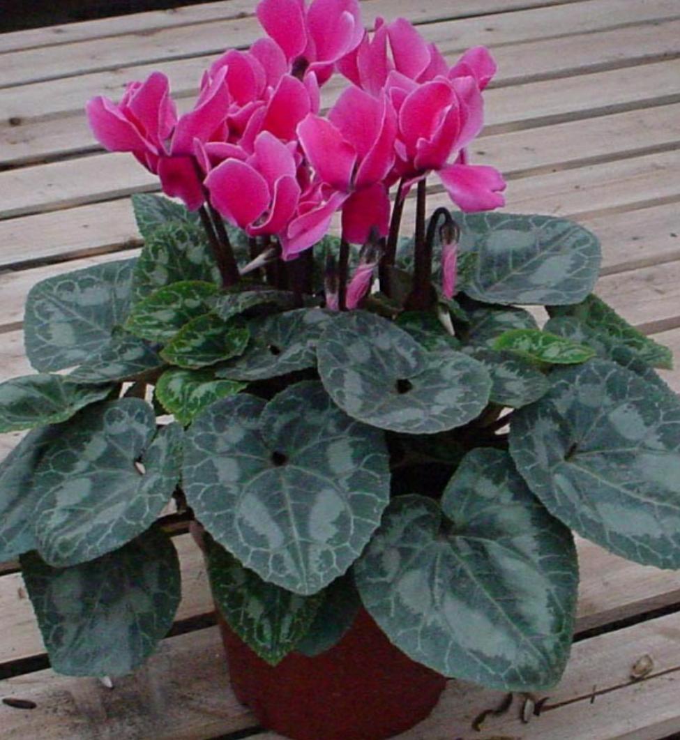 三种花浇水浇不死,盆栽花卉缺水叶片萎蔫要立即浇水