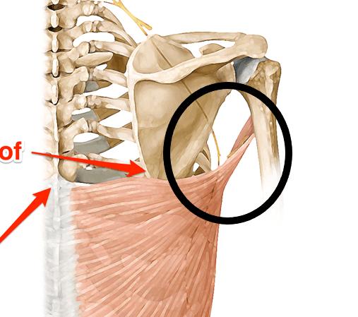 杠铃划船如何不腰酸,杠铃划船不沉肩怎么稳定