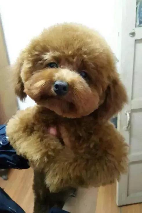 泰迪狗怎么训练听话,泰迪狗怎么训练大小便