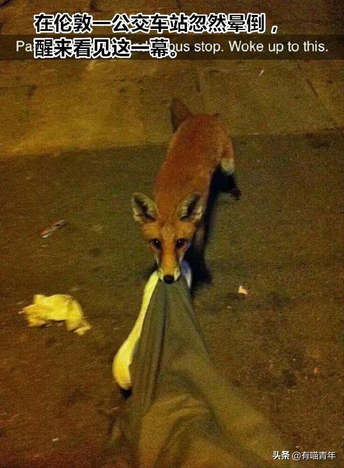 俄罗斯猫敢惹吗,俄罗斯猫有多凶猛