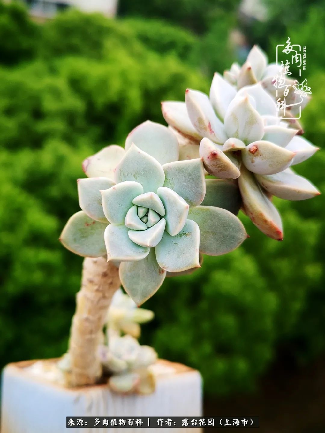 这6种多肉又粉又可爱萌翻少女心,粉粉萌萌的多肉有哪些