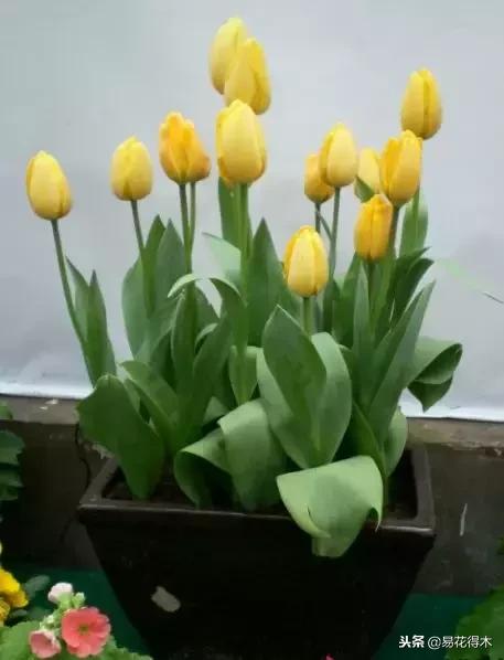 郁金香的种植方法及养护,郁金香养护方法及注意事项