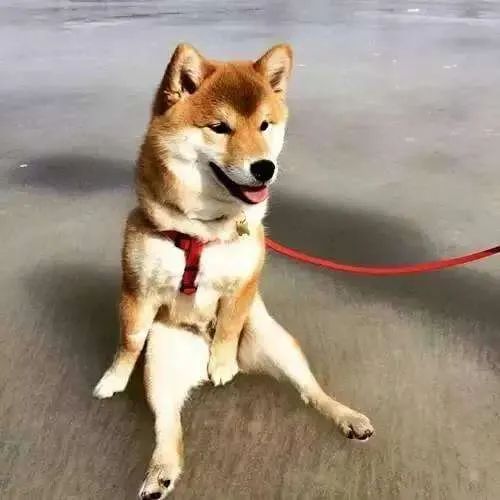 又到发情高峰期，主人忽视这些护理，小心疾病找上狗狗