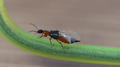 隐翅虫的毒性有多强,隐翅虫黑色的幼虫有毒吗