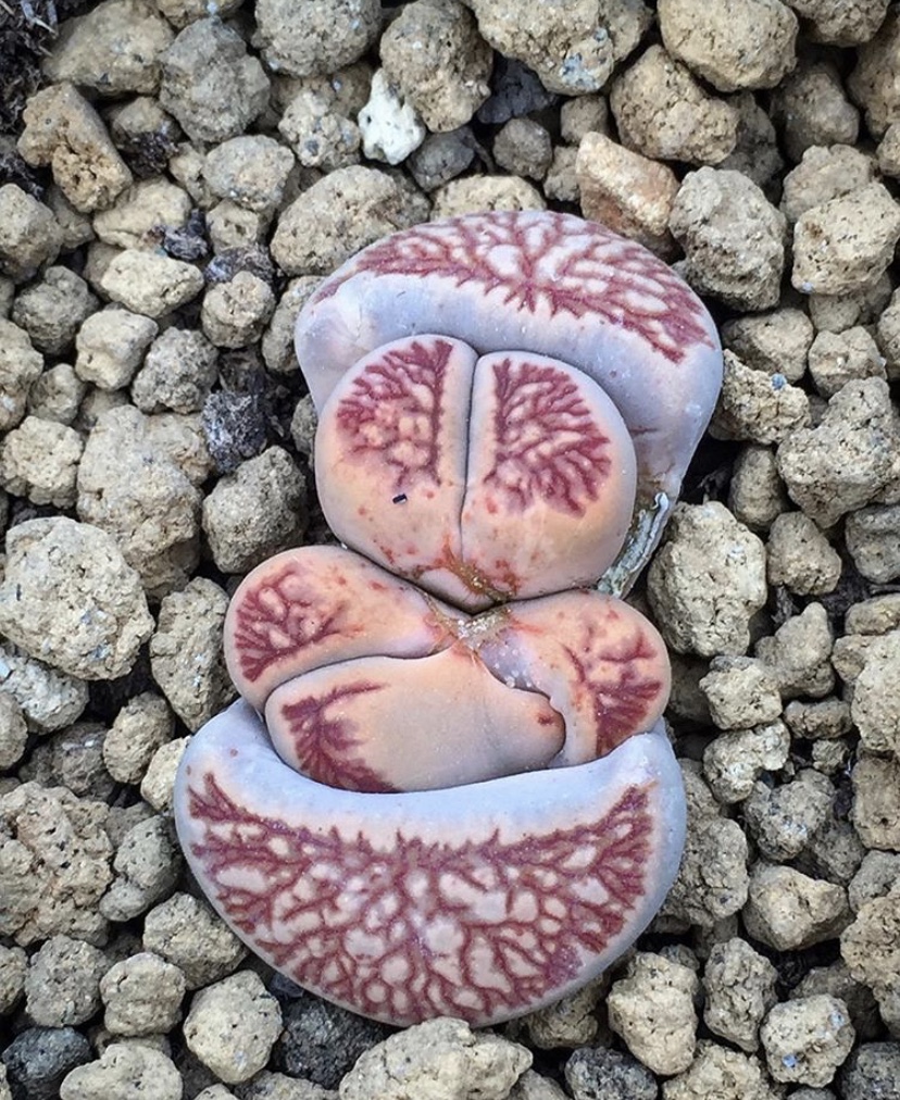 生石花怎么防止化水,生石花僵苗和休眠怎么判断