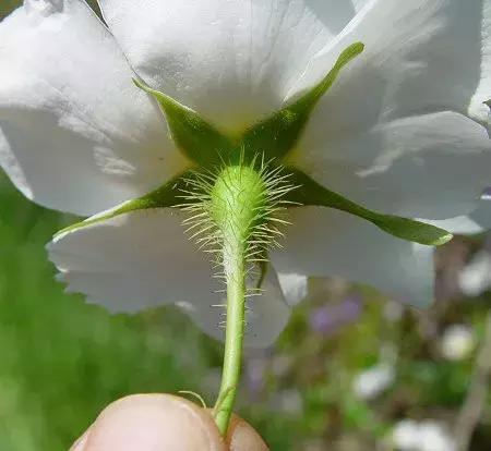玫瑰和月季和蔷薇的区别图解,月季玫瑰蔷薇芍药牡丹的区别