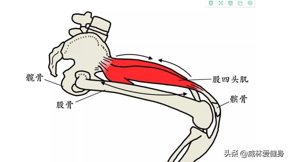 深蹲膝关节弹响怎么解决,深蹲膝关节响