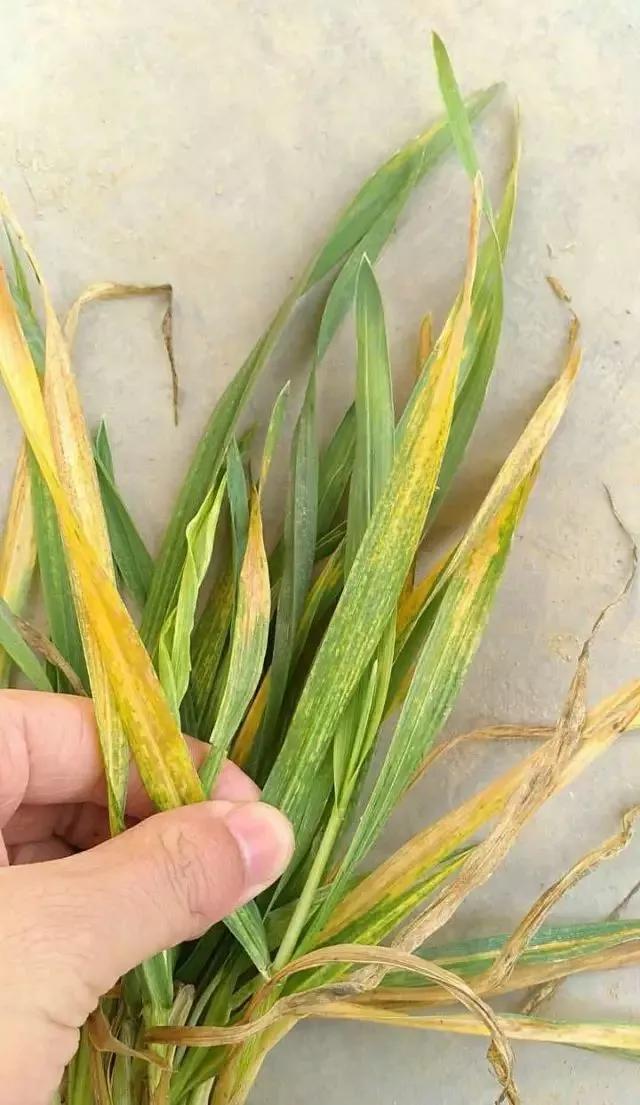 小麦缺肥发黄怎么办,小麦根发黄是什么病