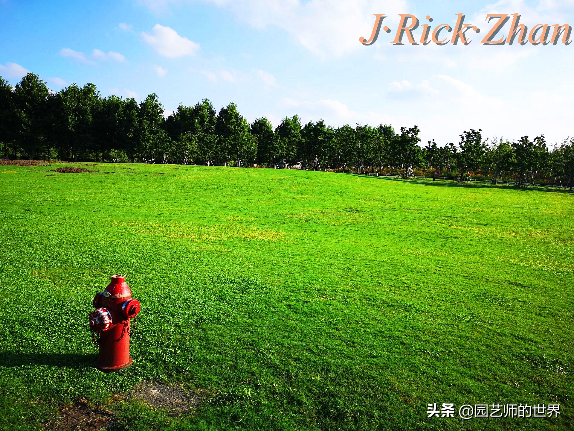 怎么种植草坪不长杂草,如何养好草坪