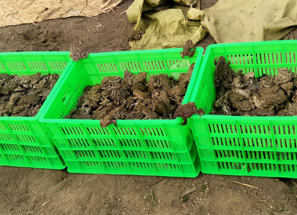 为了不被吃而进化的生物,为了不被吃而进化的植物