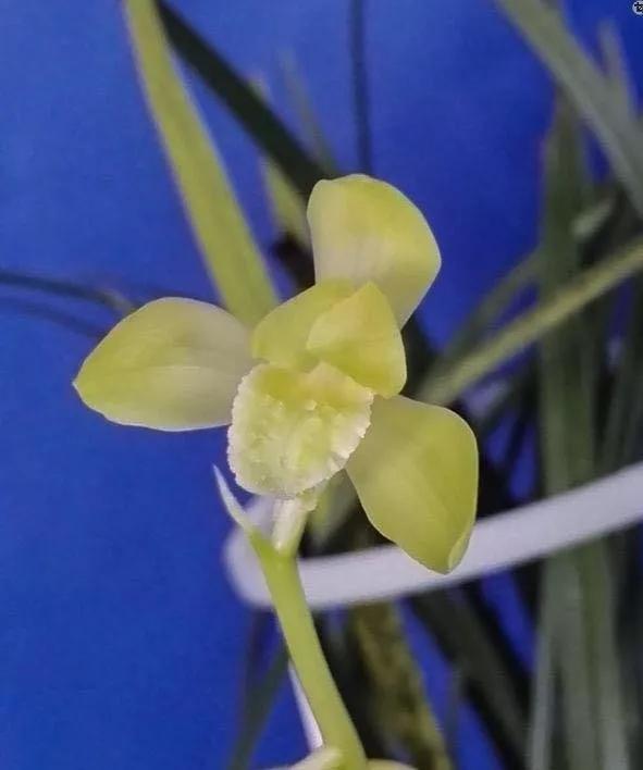 蕙兰素心图片大全欣赏,蕙兰荷形素心图片