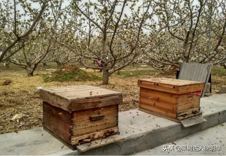 小樱桃坐果率低怎么回事,今年大樱桃坐果怎样