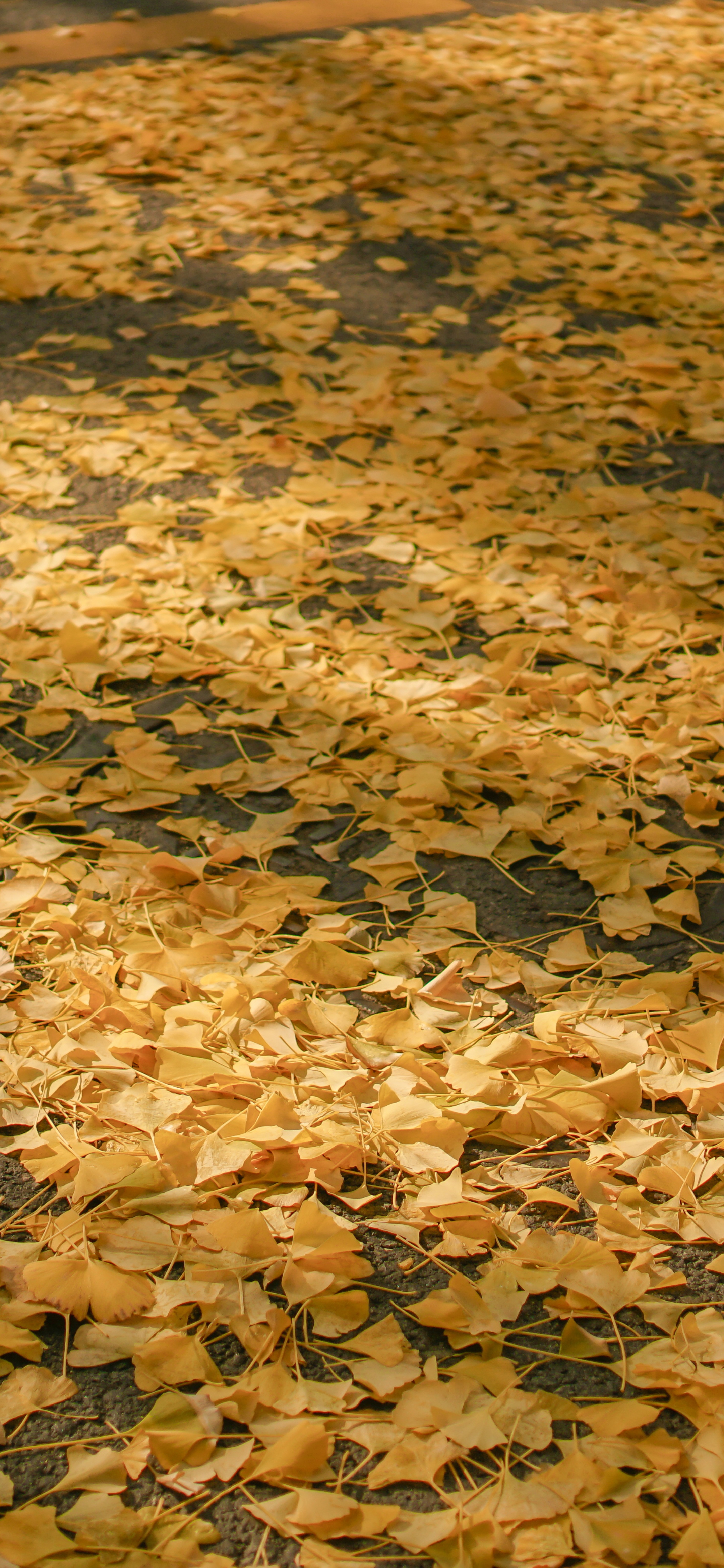 高清风景壁纸｜你静候着秋天的温柔，留我在风景之外