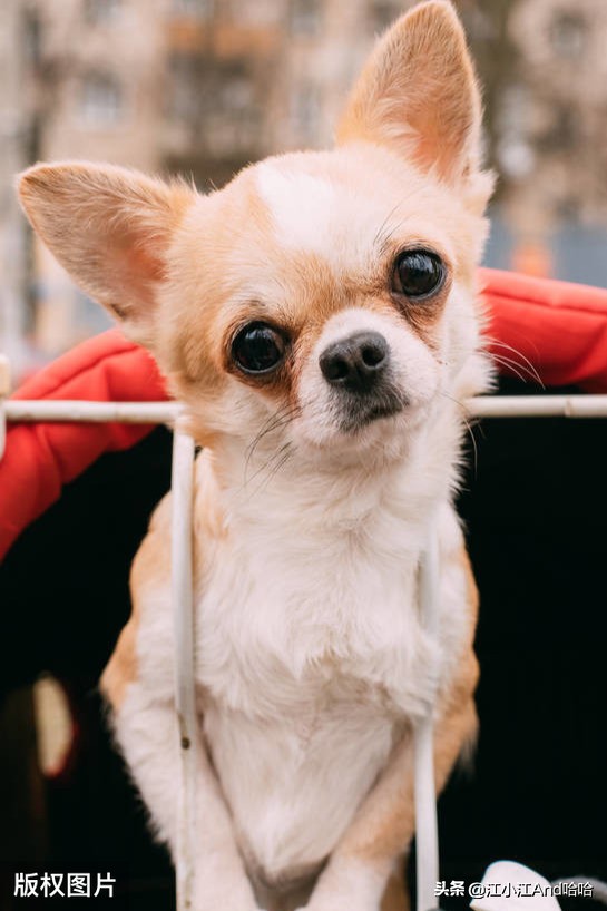 狗狗一进笼子嗷嗷叫,狗狗一进笼就嘤嘤叫