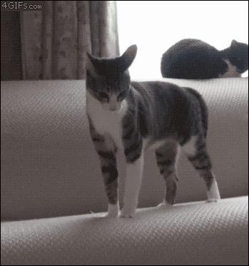 盘点那些霸道总裁猫咪,霸道总裁猫咪