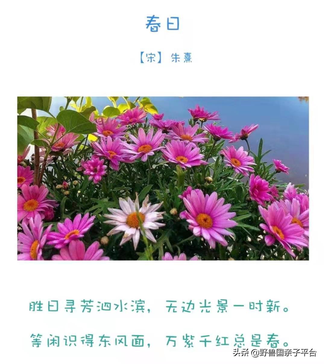 春天的花真的很美丽让人向往,春天的花也太美了