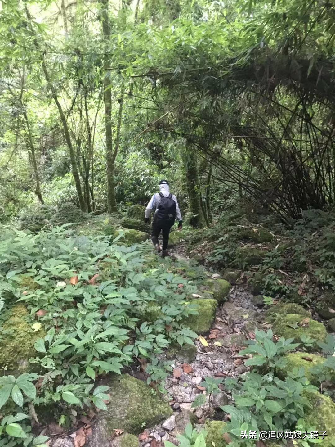 穿越到原始森林里面,穿越原始森林来种田