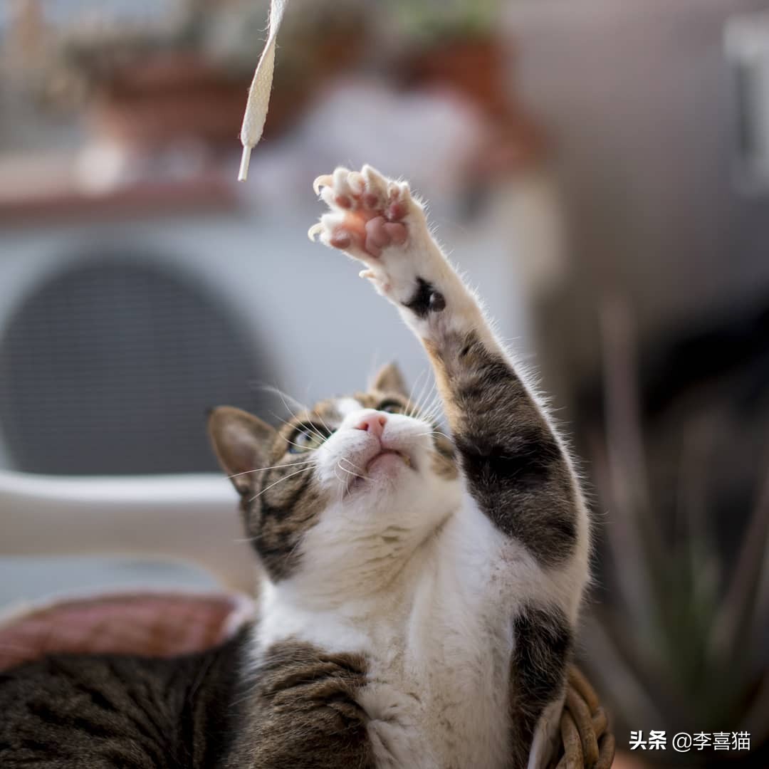 关于猫咪的这些小知识你都知道吗,揭秘猫咪的四个冷知识你知道吗