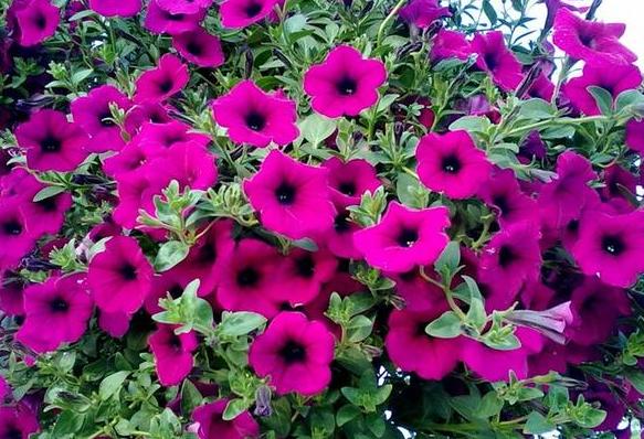 牵牛花怎么养护才能爆盆,夏天重瓣牵牛花苗怎么养