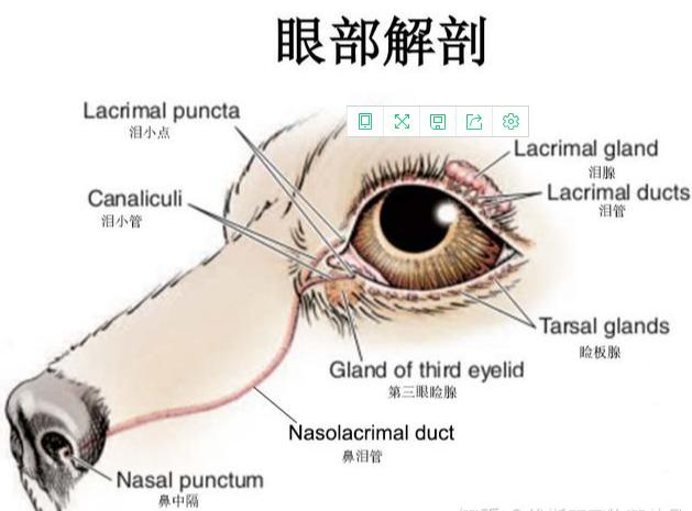 狗狗眼屎多泪痕发红什么原因,狗狗泪痕严重是因为有炎症么