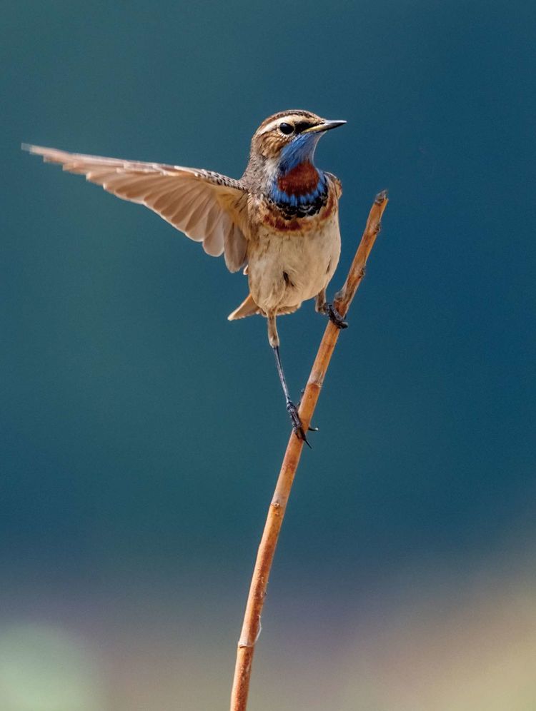 情人岛拍摄地点,情人岛航拍视频
